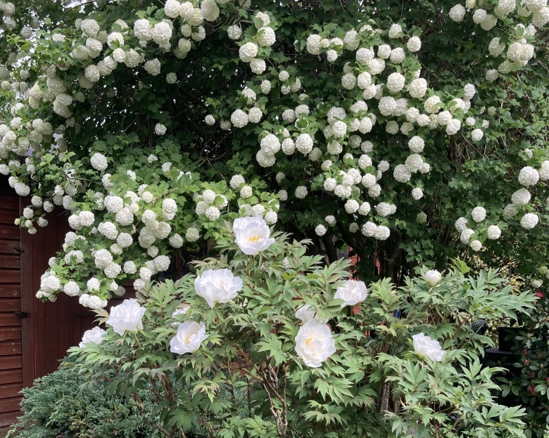 The Hollies, 36 Symonds Lane